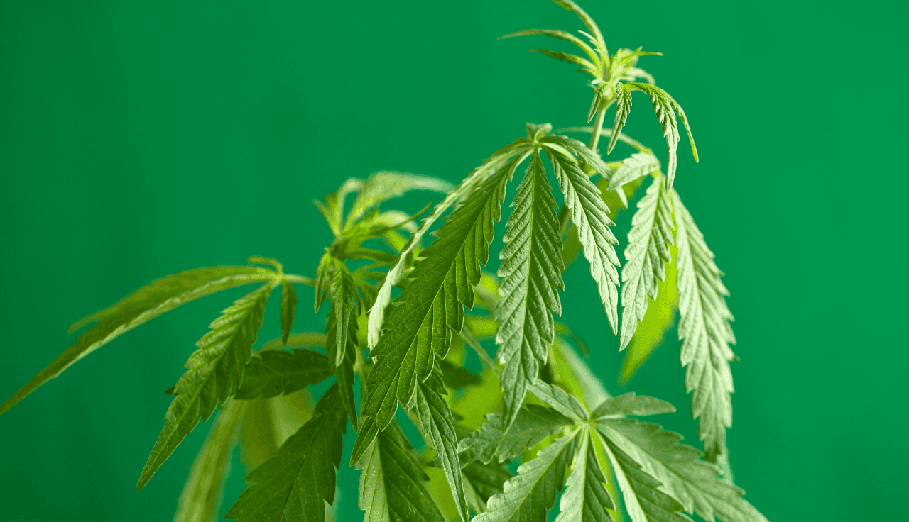 grüne Cannabis Pflanze