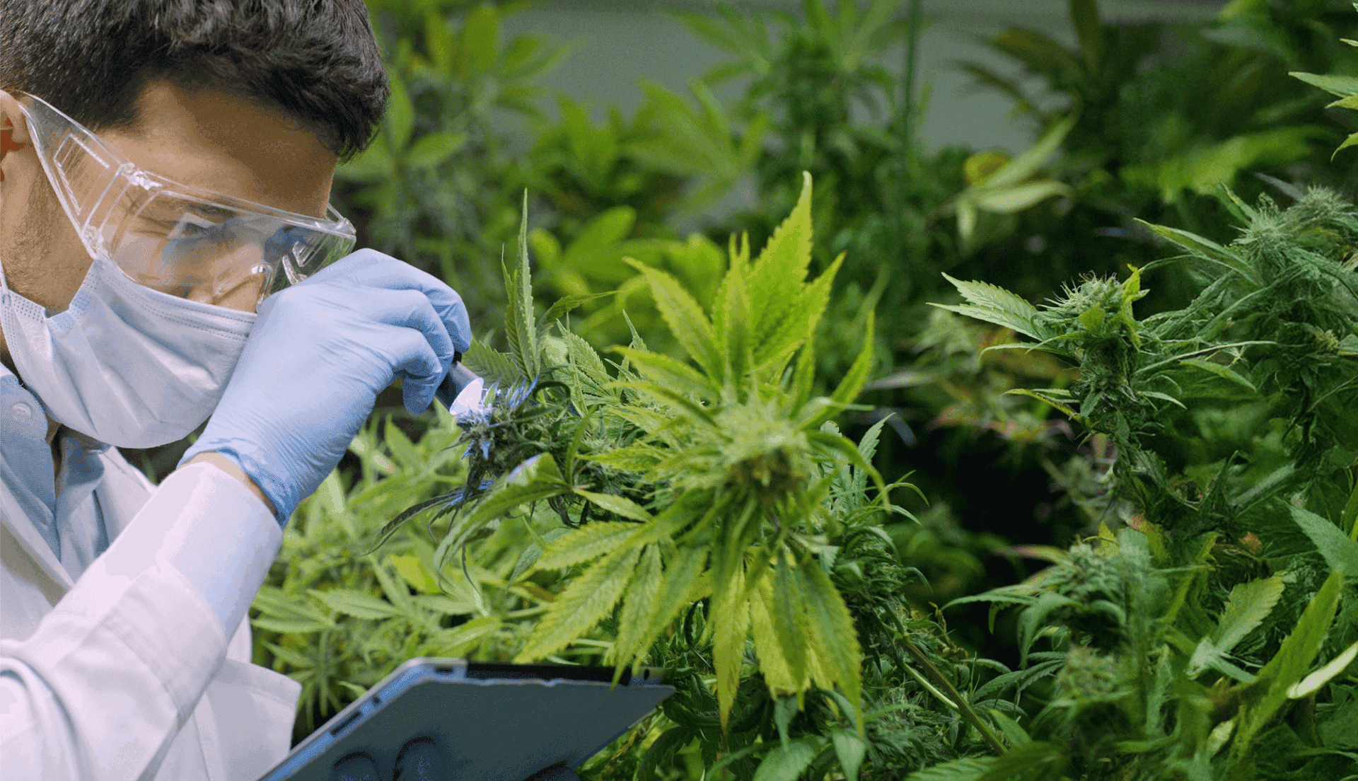 Laborant untersucht Cannabispflanze mit Lupe