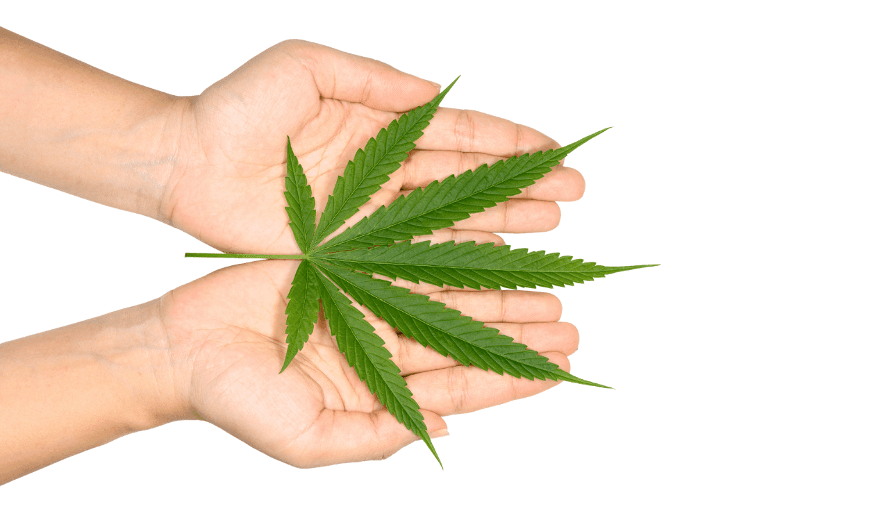 Hände halten Cannabis Blatt